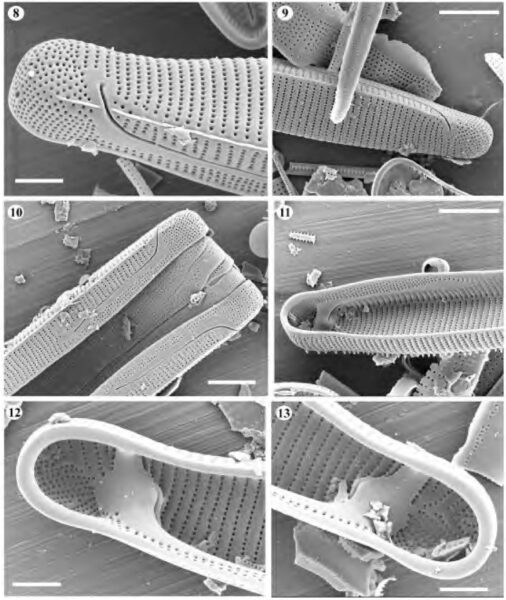 Eunotia Lewisii  Orig Ill2