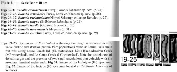 Eunotia orthohedra orig illus 2