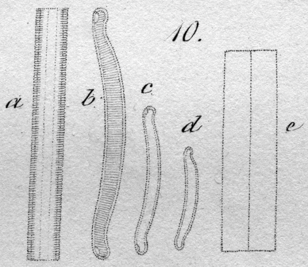 Eunotia paludosa orig illus