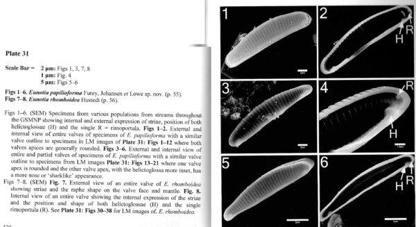 Eunotia papilioforma orig illus