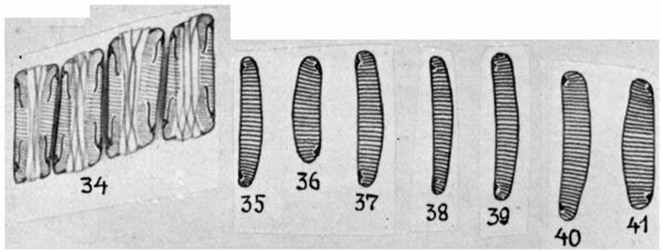 Eunotia rhomboidea orig illus