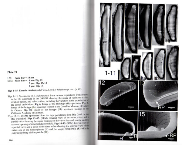 Eunotia richbuttensis orig illus