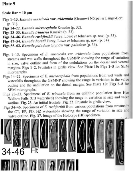 Eunotia rushforthii orig illus