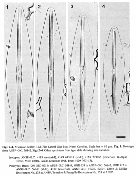 Frustulia bahlsii orig illus