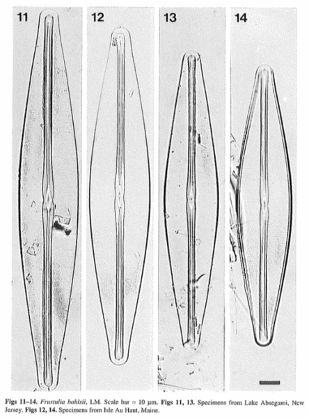 Frustulia bahlsii orig illus 3