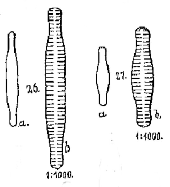 Fragilaria bicapitata orig illus