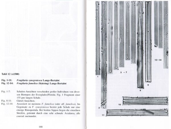 Fragilaria syngrotesca orig illus 2