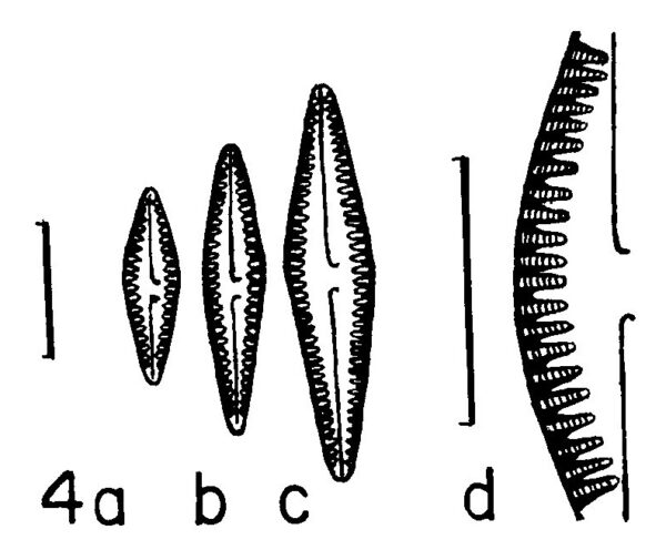 Gomph Louisiananum Origimag002