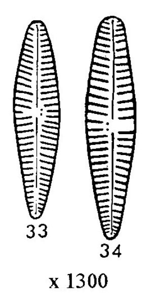 Gomphonema Duplipunctatum Origimag001