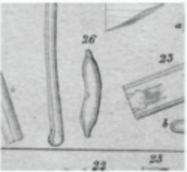 Hantzschia amphioxys orig illus