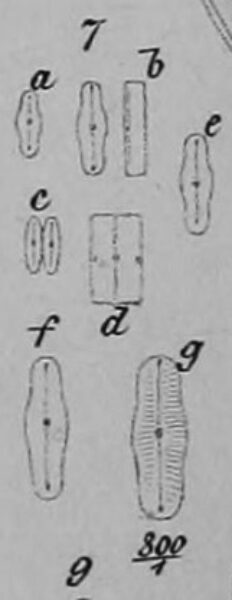 Humidophila Perpusilla Orig Illus