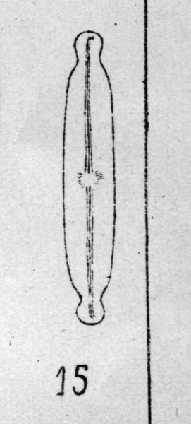 Kobayasiella Subtilissima  Ill 1000X