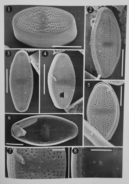 Luticola hamiltonii original SEM