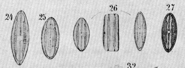 Maselliptica Origimag