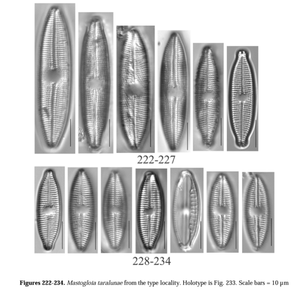 Mastogloia taralunae orig illus