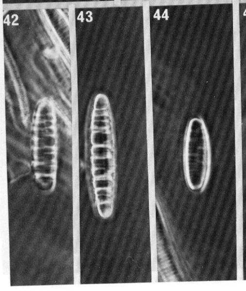 Merlineare Origimag1