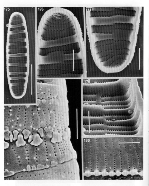 Merlineare Origimag2