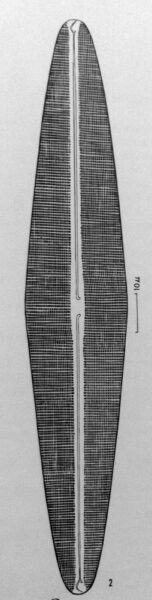 N Halophila Obtusa Orig Illus