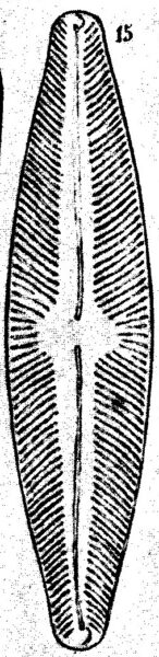 Nav Ludloviana  Schmidt  Taf46 Fig15