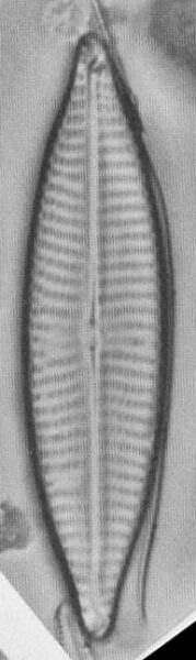 Navcryptocephaloides  Hustedt2