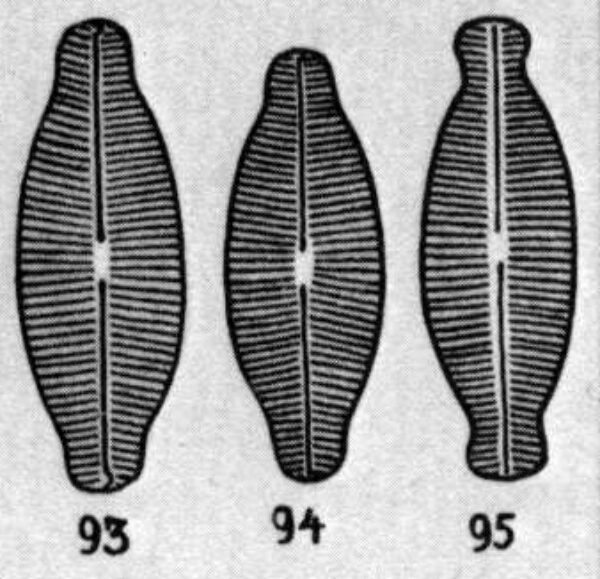 Navdetenta Origimag1