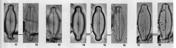 Navdetenta Origimag2