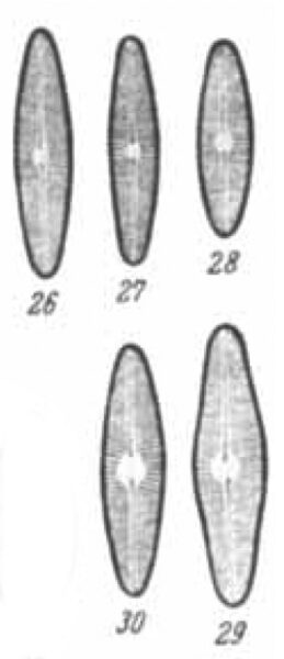 Navicula Digitulus Orig Illus