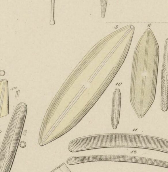 Navicula dilatata Ehren orig image 1854 pl3section2 Andowerfig5