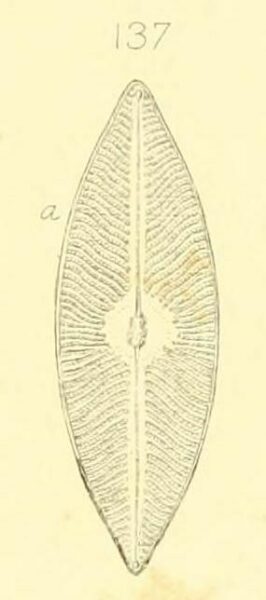 Navicula elegans W Smith orig image