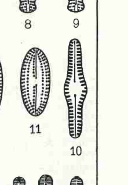 Navicula gibbosa orig illus