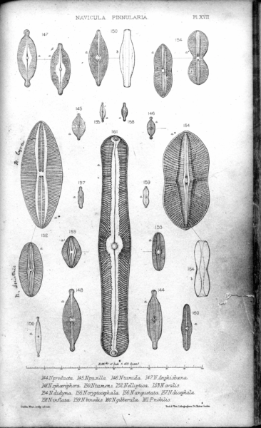 Navicula Angustata  Ill