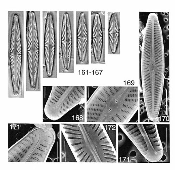 Navicula Harmoniae Origimag001