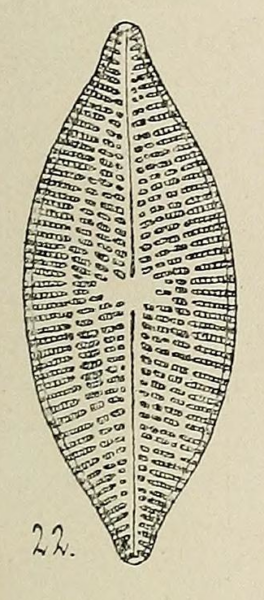 Navicula Tuscula Rostrata Orig Illus