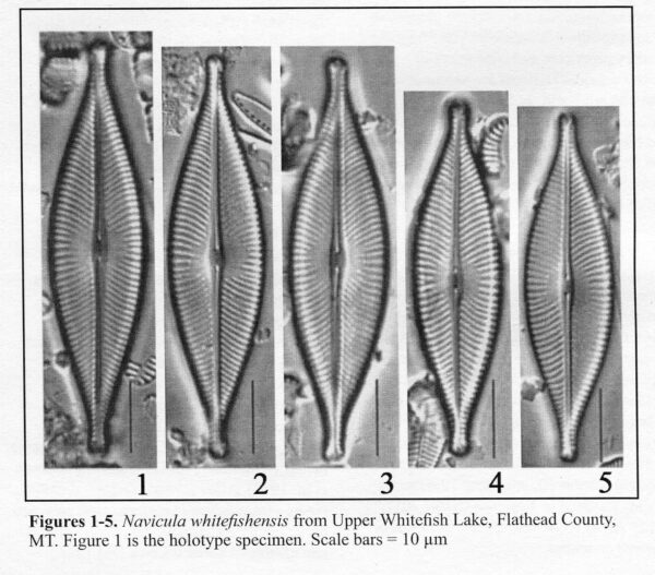 Navicula Whitefishensis Origimag004