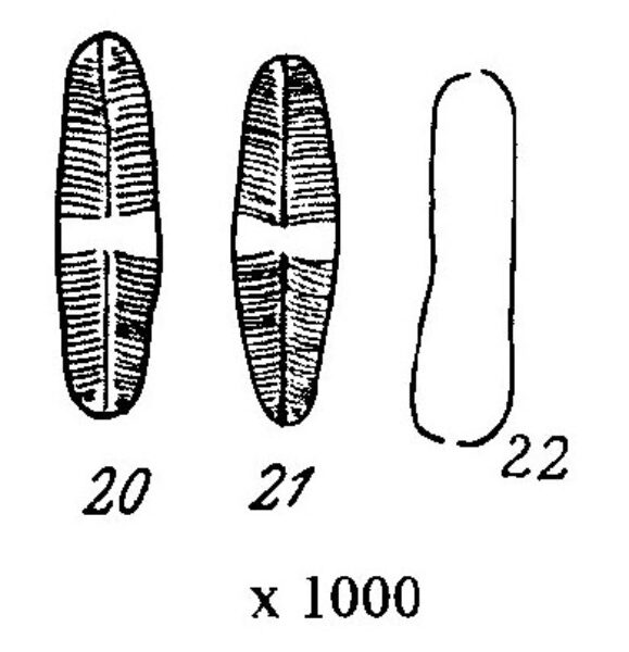 Naviculasoodensis Origimag010