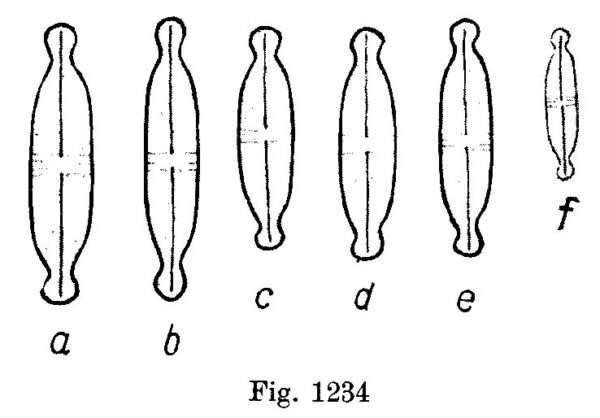 Naviculatenuicephala Origimag001