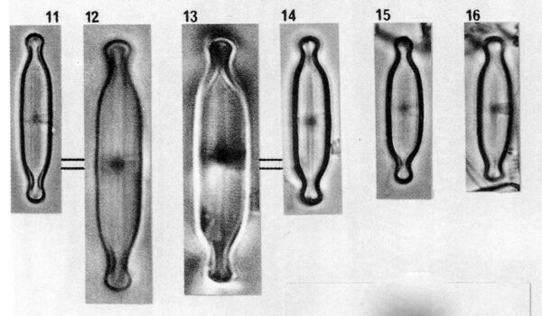 Naviculatenuicephala Origimag002