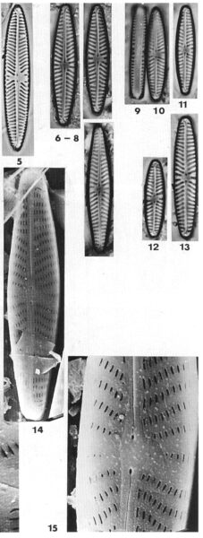 Navseibig Origimag