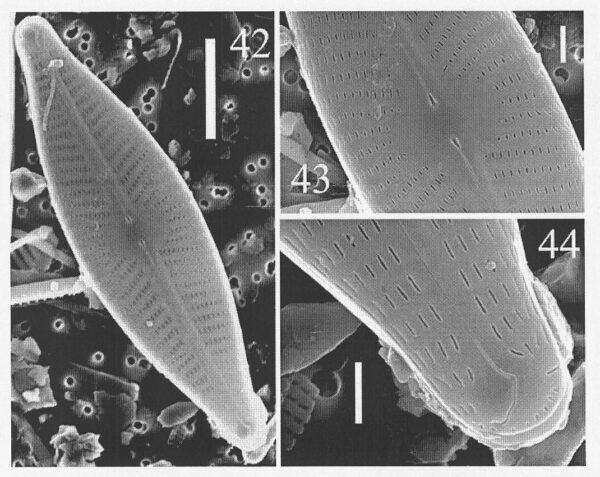 Ncaroliniae Origimag2