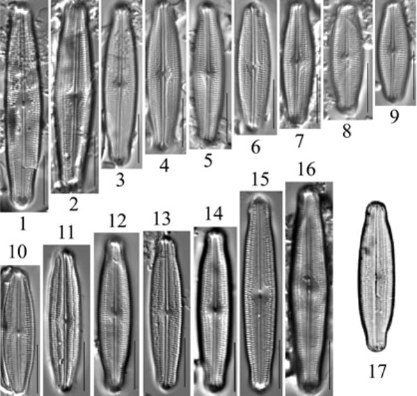 Neidiopsis  Bahls  Figures 1 17