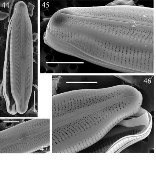 Neidiopsis  Bahls  Figures 44 47