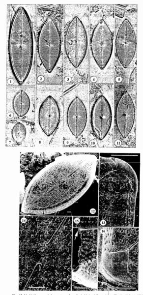 Neidium Pseudodensestriatum Orig Illus