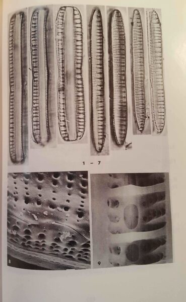 Nitzschia Serpentiraphe Orig Illus 02