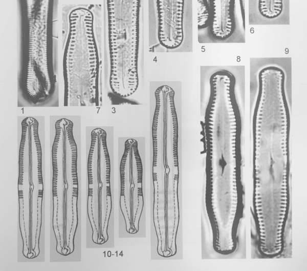 Pinnularia Scotica Orig Illus