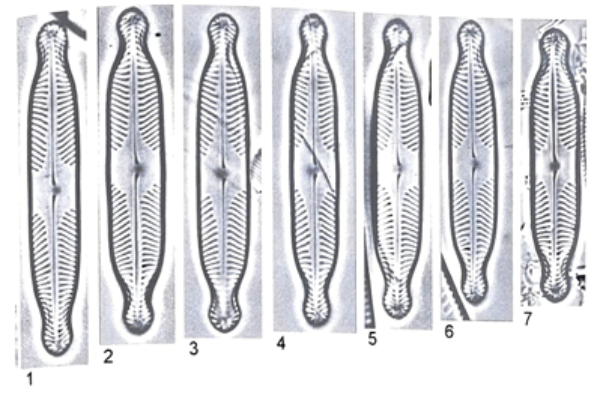 Pinnularia subanglica org illus