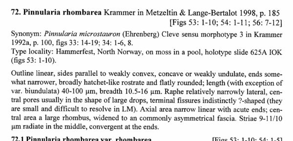 Pinnularia Rhombarea Origdesc2002
