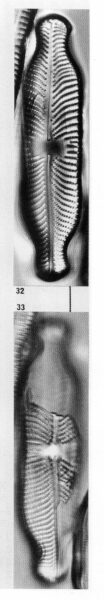 Placoneis Abiskoensis Origimag001