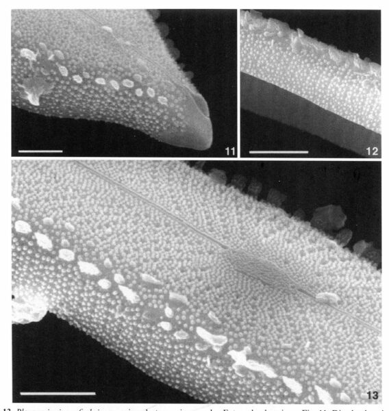 Playaensis Circumfimbria Origimag2002