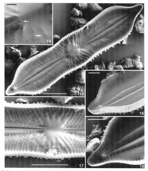 Playaensis Circumfimbria Origimag3003