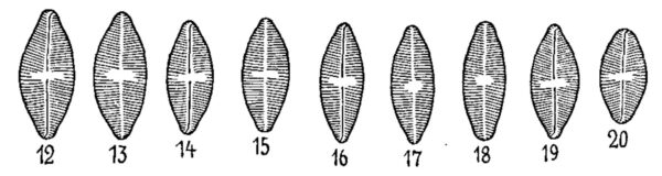 Psammothidium Rossii Orig Illus